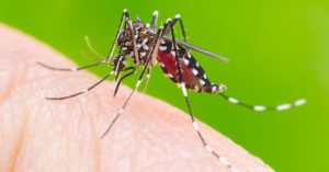 mosquito aedes aegypti - dengue zica e chikungunya
