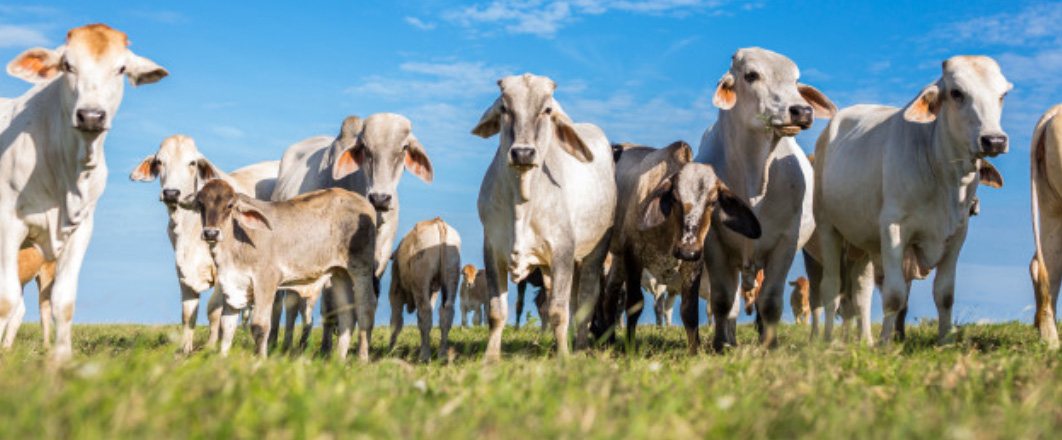 Medicamento veterinário oferece risco para a saúde humana