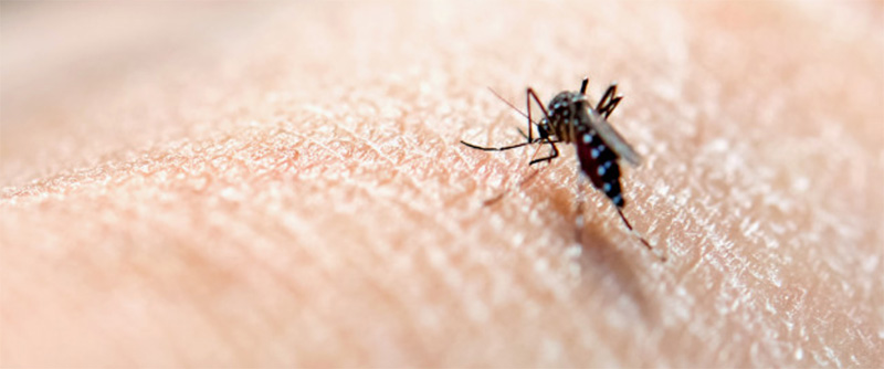 Brasil atinge 2 milhões de casos de dengue notificados!