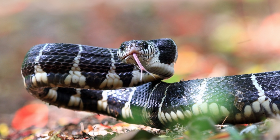 Picada de cobra: saiba o que fazer e o que não fazer